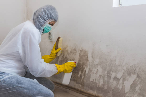 Best Post-Flood Mold Remediation in Taylorsville, UT