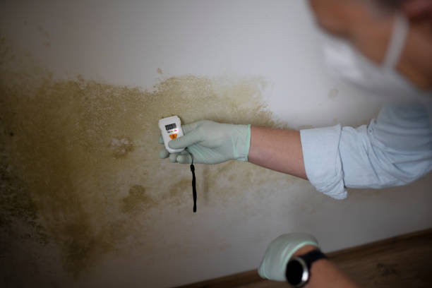 Best Mold Testing and Inspection Services in Taylorsville, UT